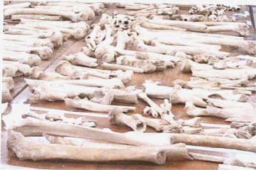 Minoan bones