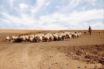Sheep near Dibhan