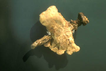 The anklebone of Yohanan ben Hagkol