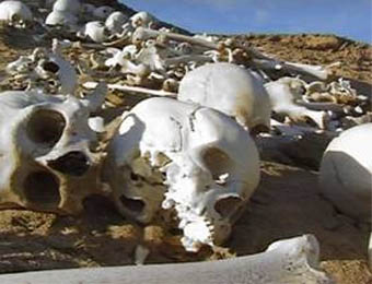 Some of the hundreds of skeletons found by the Castiglioni brothers, along with Persian arrowheads.