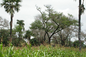 An acacia tree.